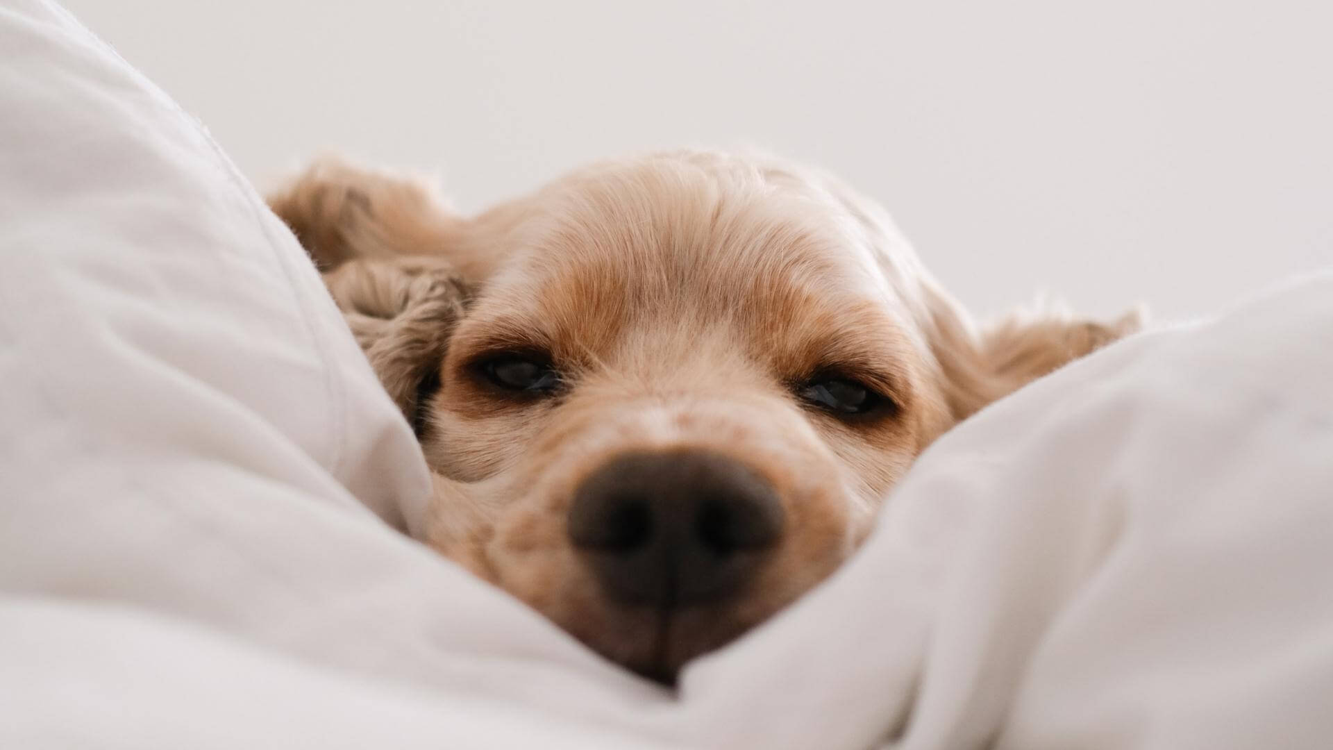 puppy laying in bed