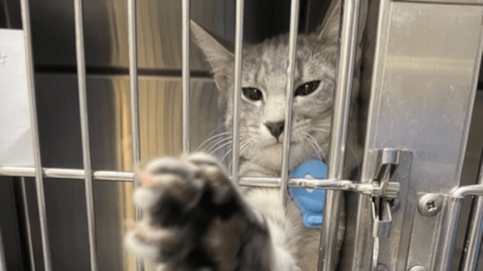 cat reaching through bars