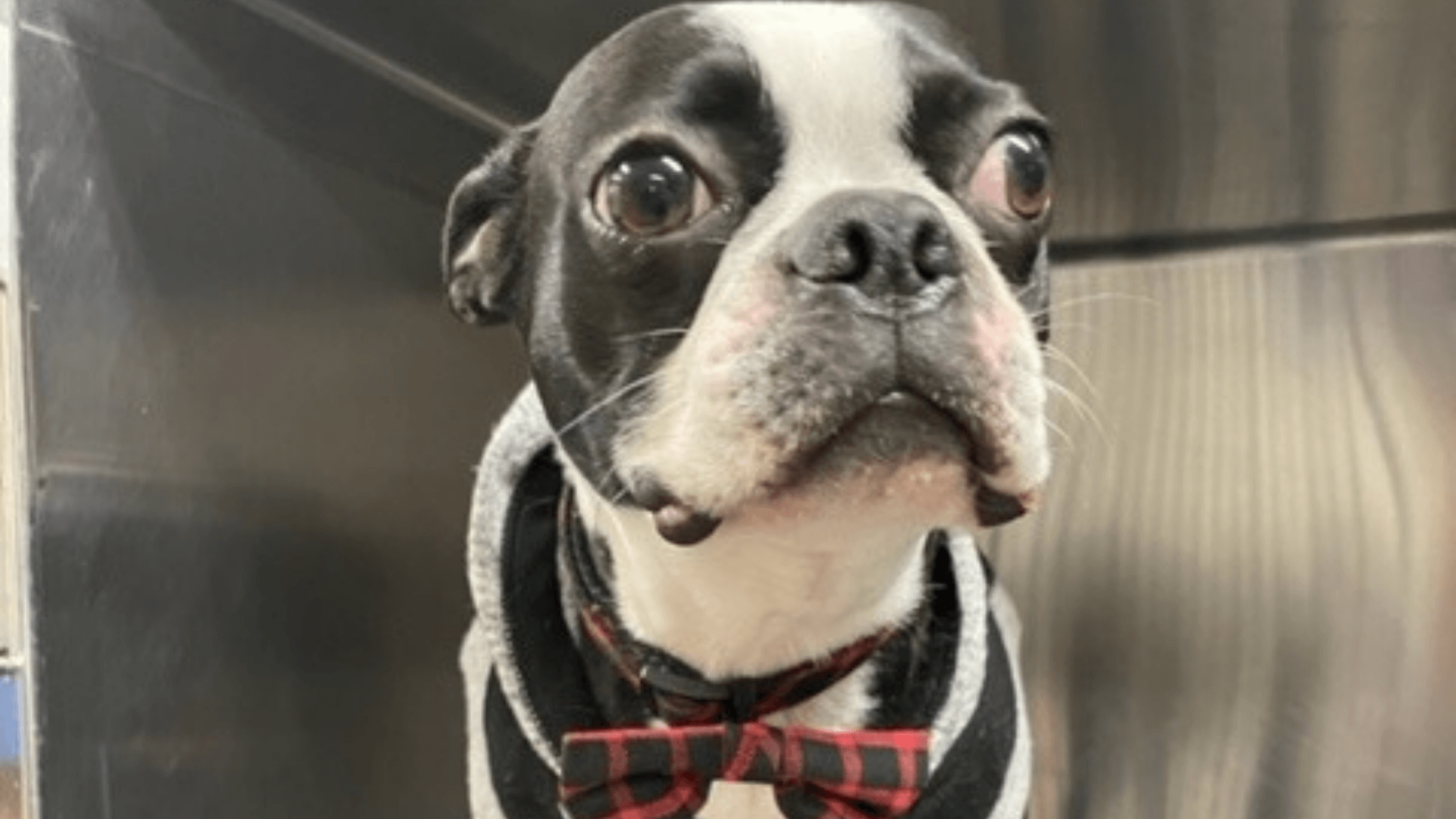 A Dog in Bow Tie