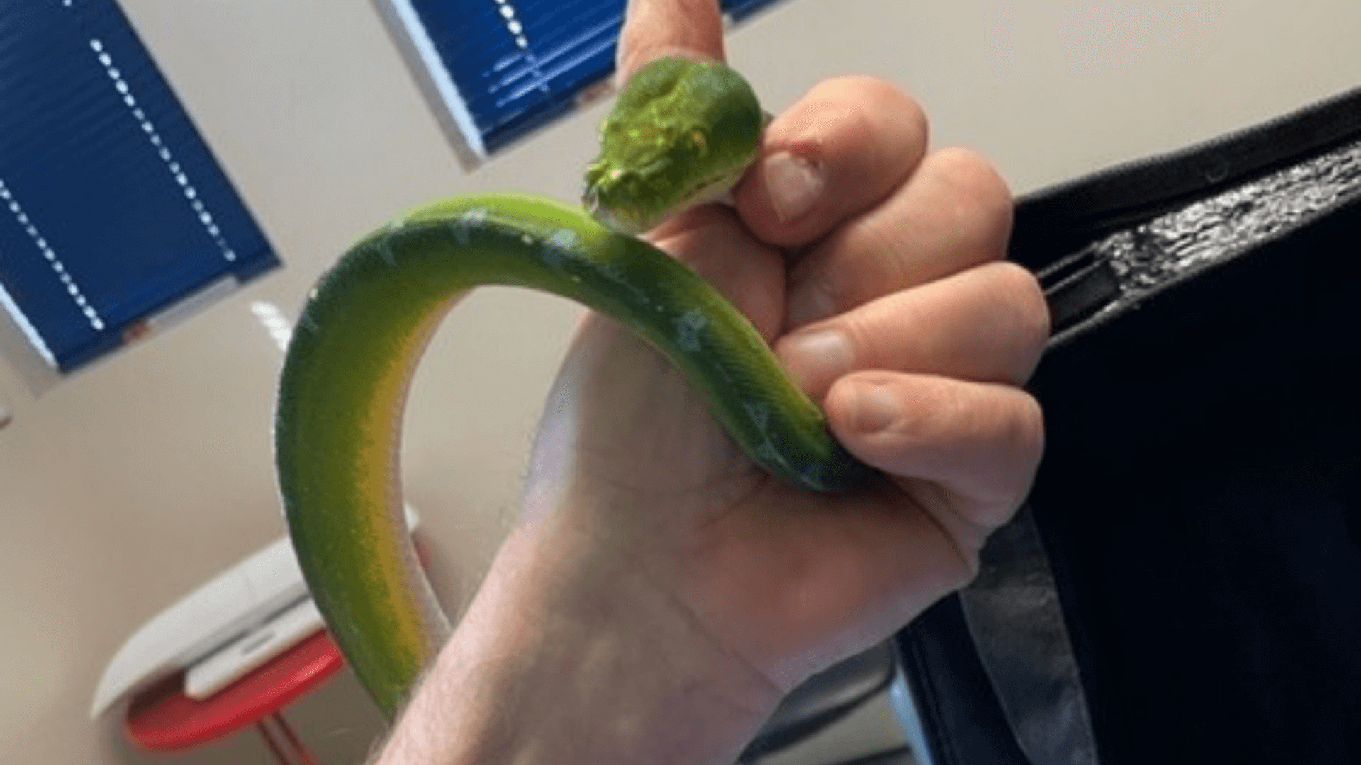 A Person Holding a Green Snake