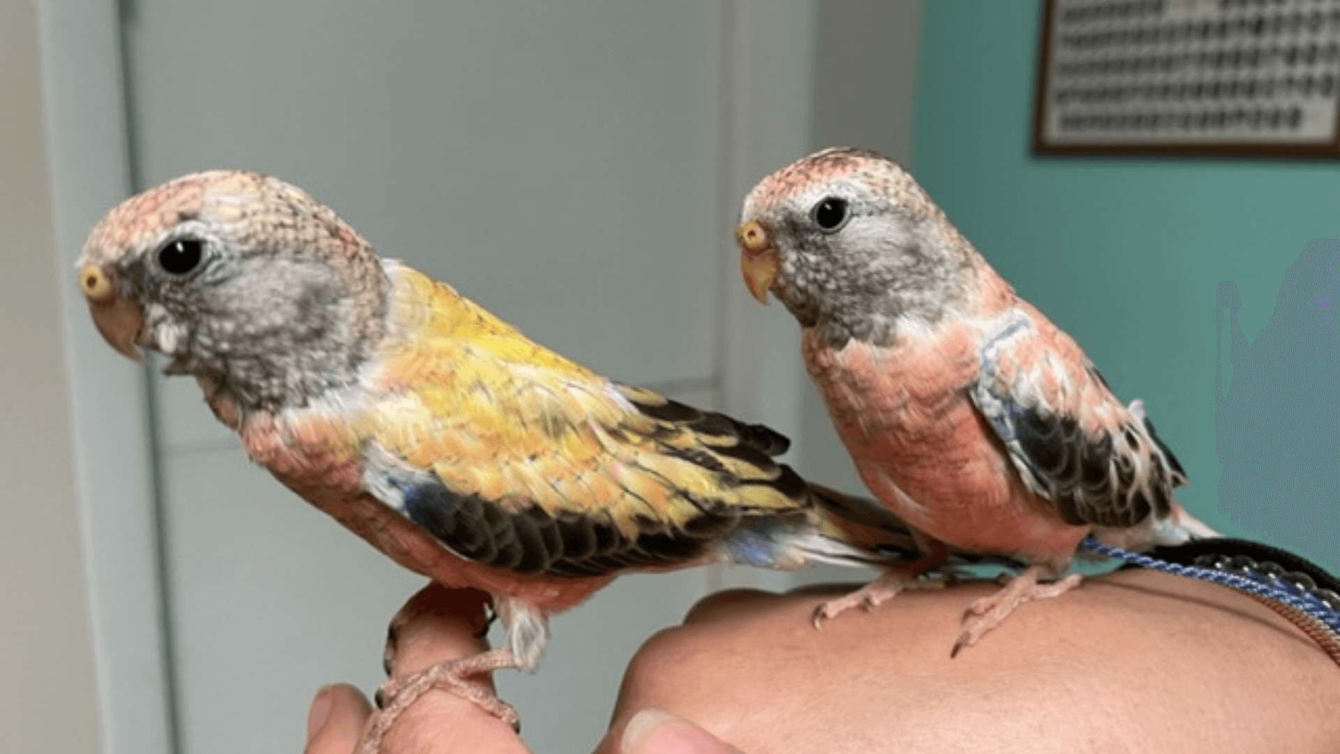 Birds on a Person's Hand