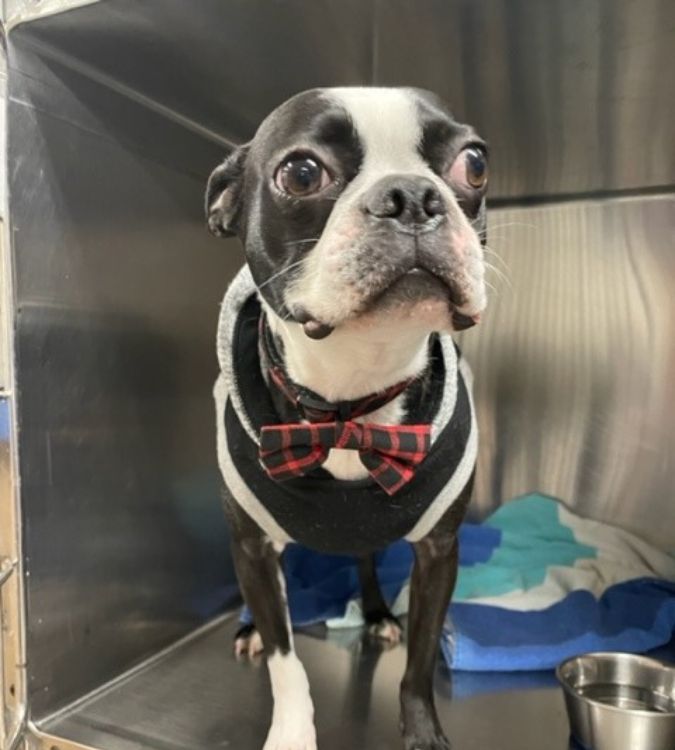 A Dog in Bow Tie