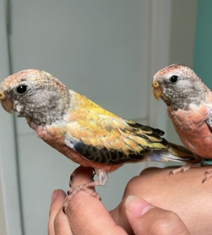 Birds on a Person's Hand