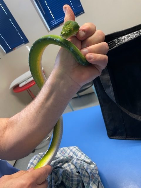 A Person Holding a Snake