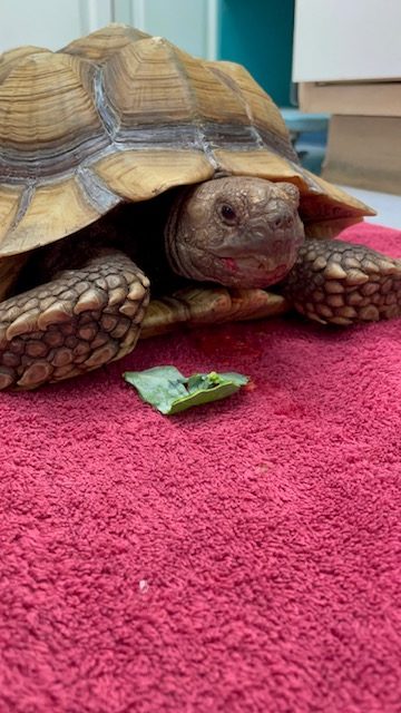 A Tortoise on Pink Carpet