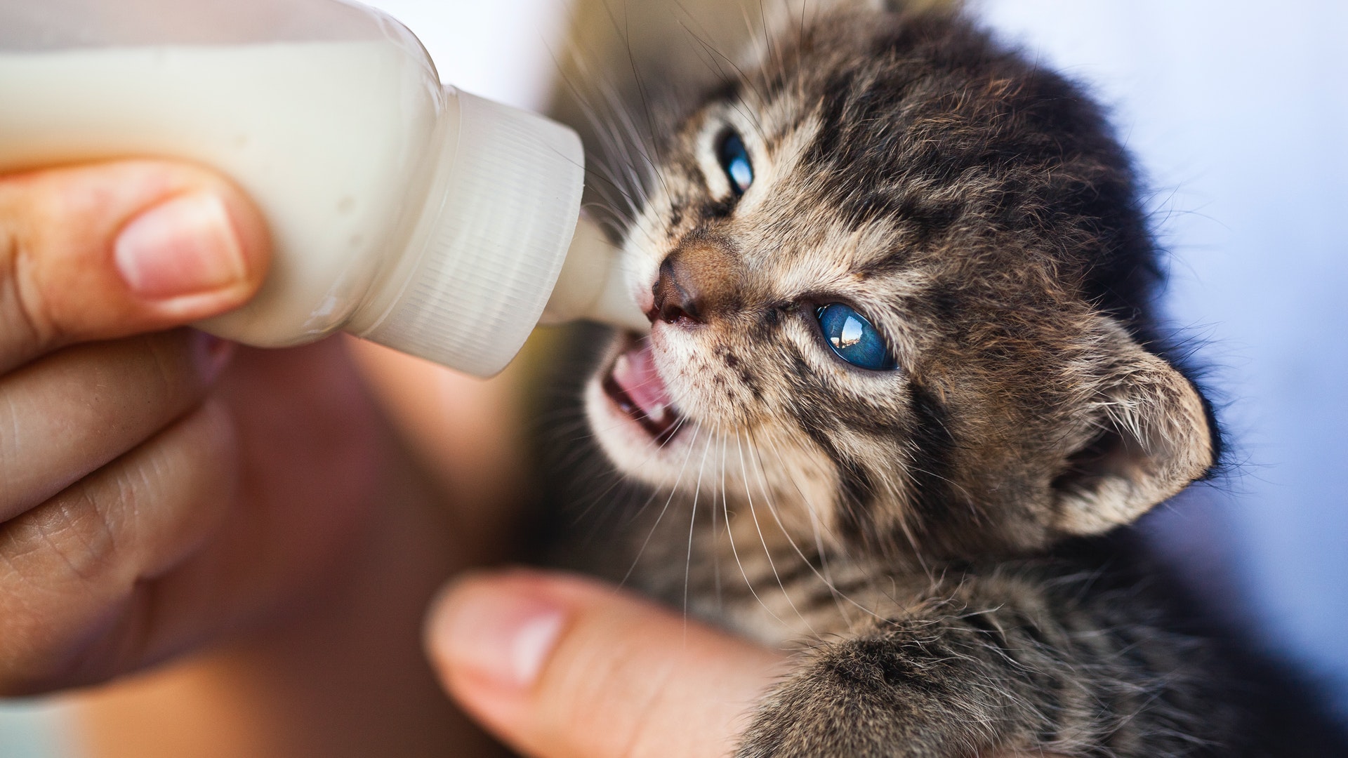 A Person Feeding a Kitten with Bottle