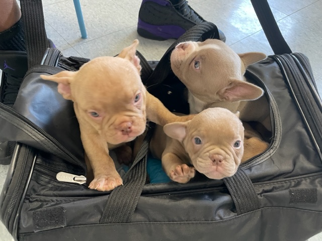 A Group of Puppies in a Bag
