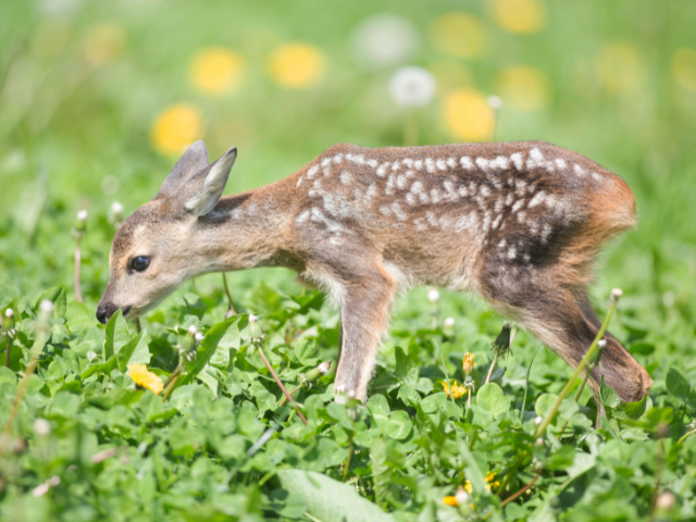 A Baby Deer in a Field of Clovers
