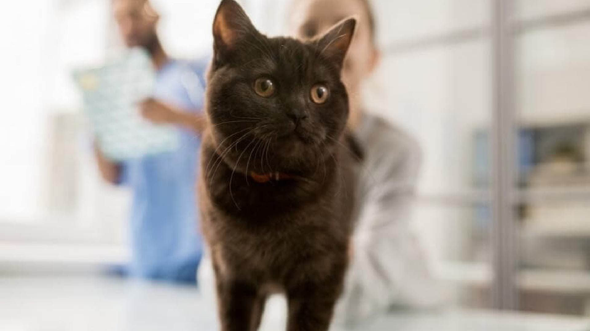 A black cat in hospital