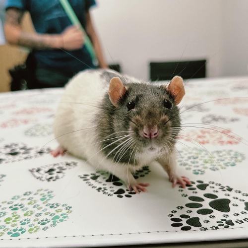A rat on a table
