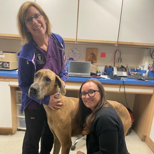 Two vet with a dog in lab
