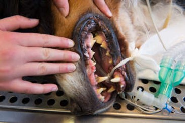 dog having teeth treatment