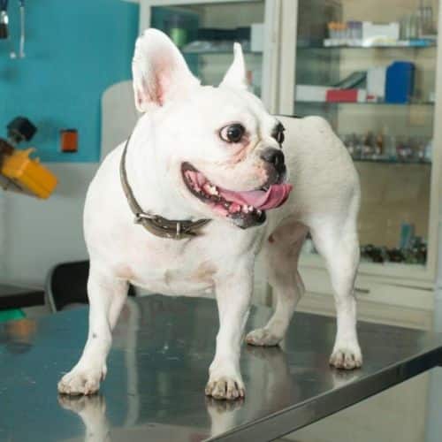 Bulldog on a veterinary exam table