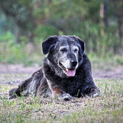 Senior black dog lying in the grass